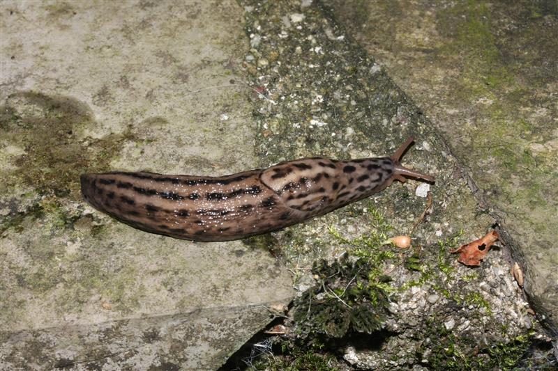 Limax maximus da Varenna (LC)